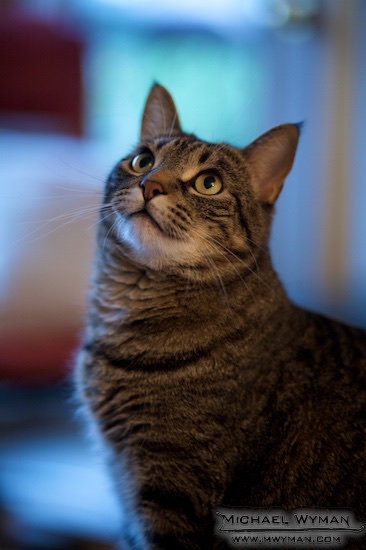 Hopeful Milo