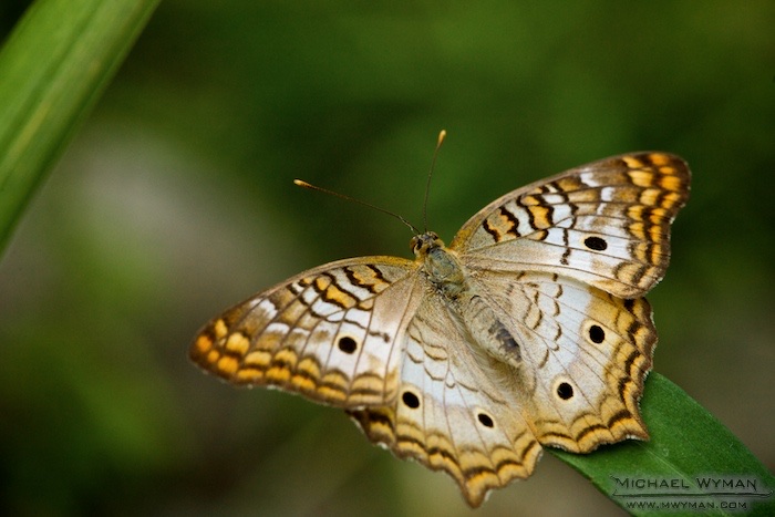 White Peacock Butterfly