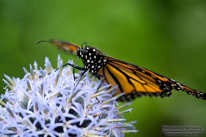 Monarch