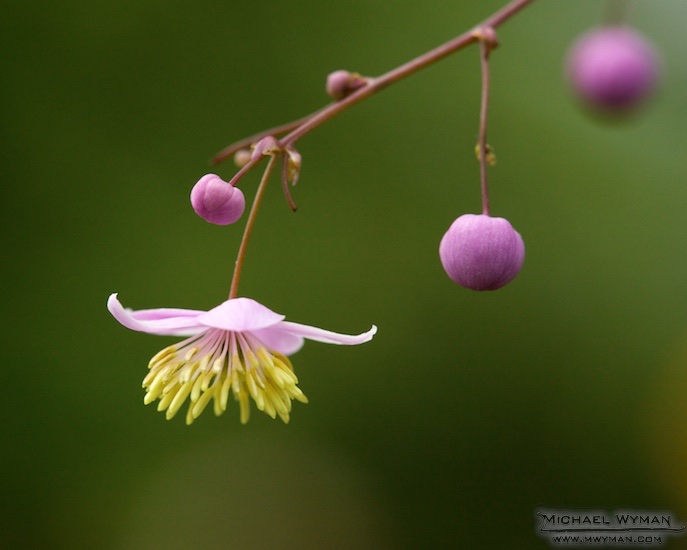 Ball Flowers