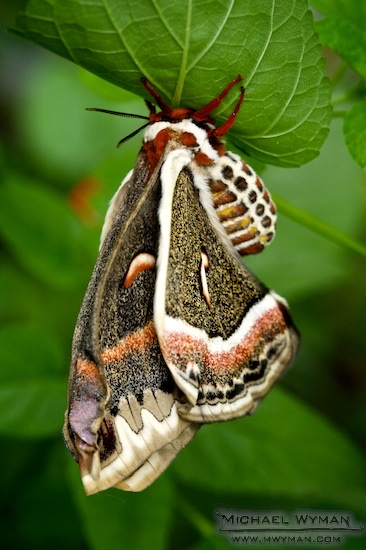Hyalophora Cecropia (Moth)