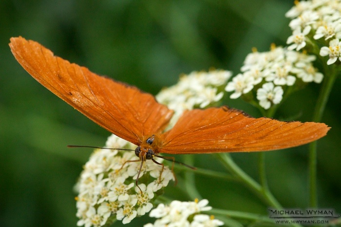 Julia Butterfly