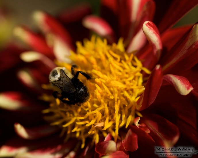 Bee Happy