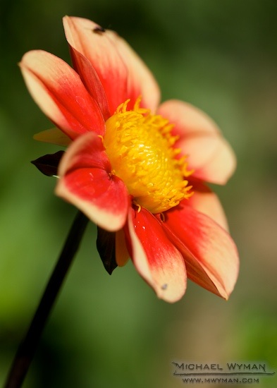 Red and Yellow