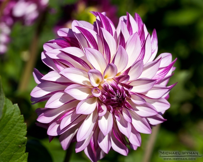 Pinwheel