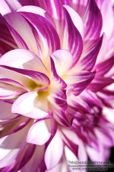 Dahlia Monster