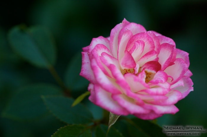 Quiet Beauty