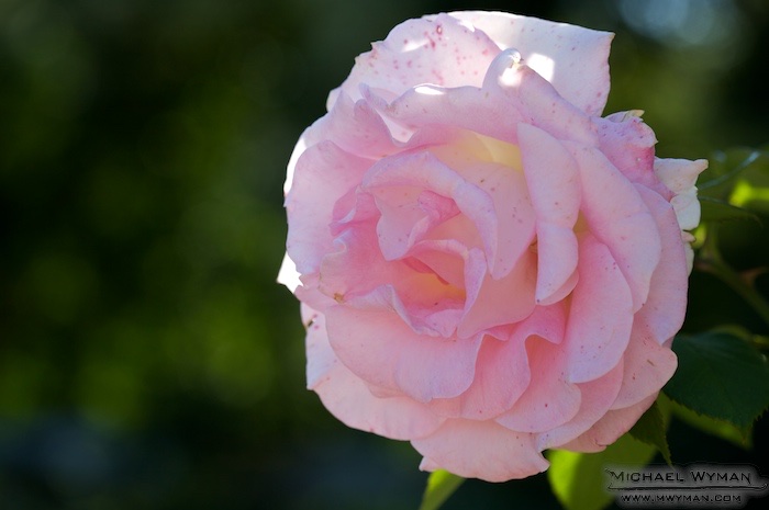 Pink Rose