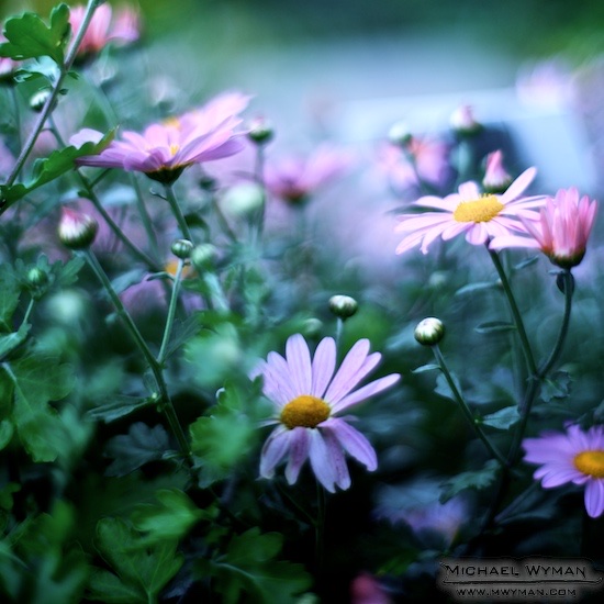 In The Garden
