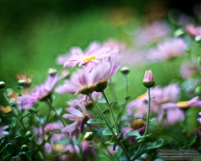 In The Garden 2