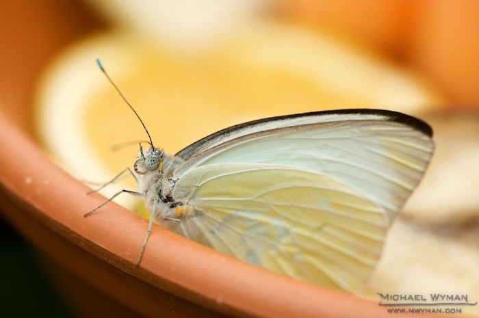 Great Southern White