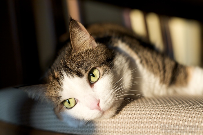 Maisy