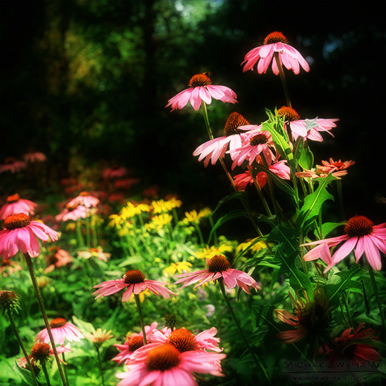 Wildflower Dreams