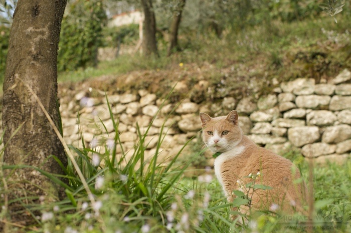 Olive Cat