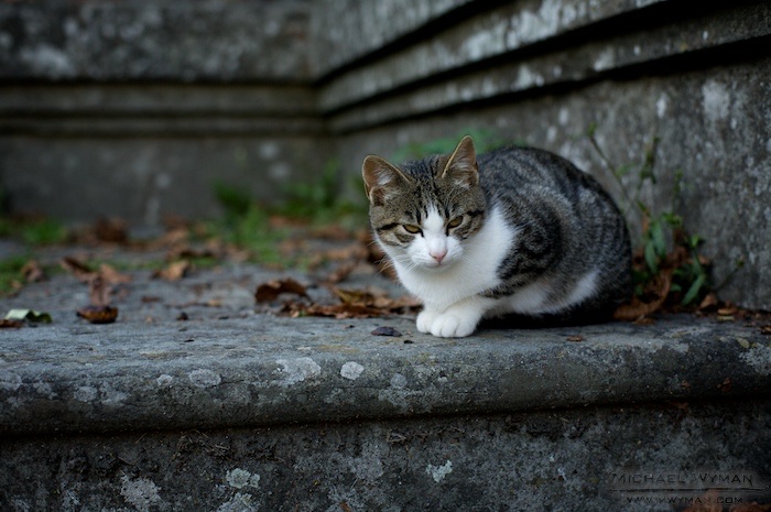 Camaldoli Cat