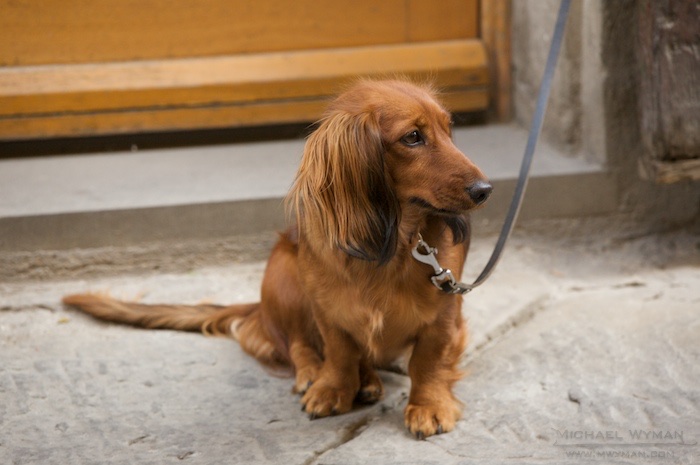 Cortona Dog