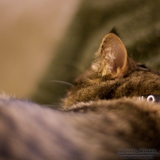 Milo, Napping
