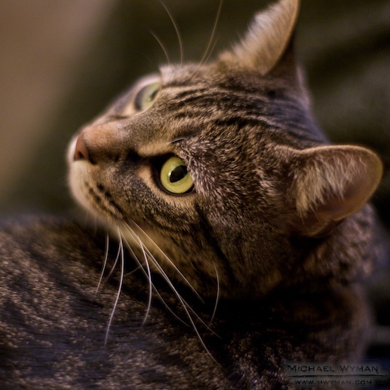 Milo, Awake