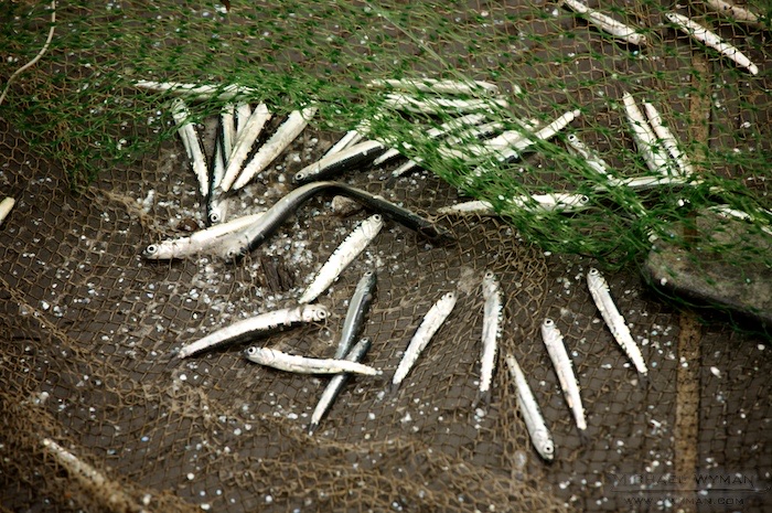 Anchovies