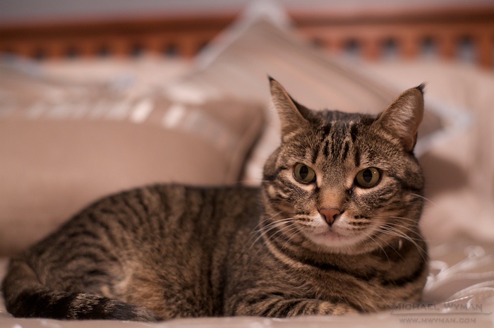 Master Bed