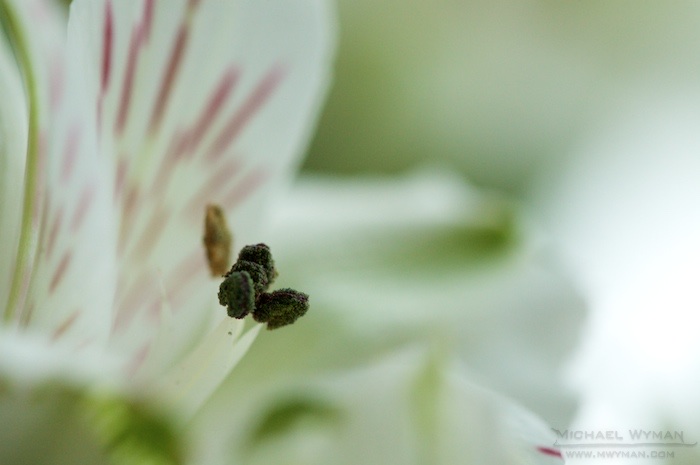 Non-radioactive Flowers