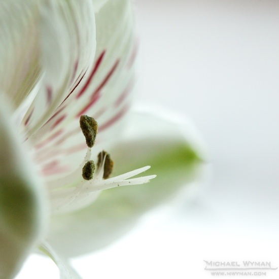 Non-radioactive Flowers 2