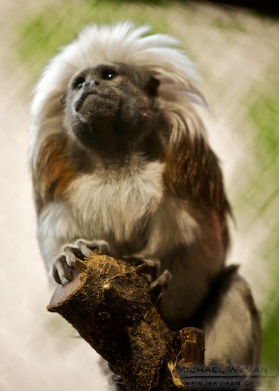 Cotton Tamarin