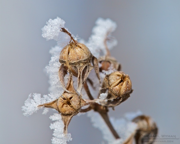 Morning Frost