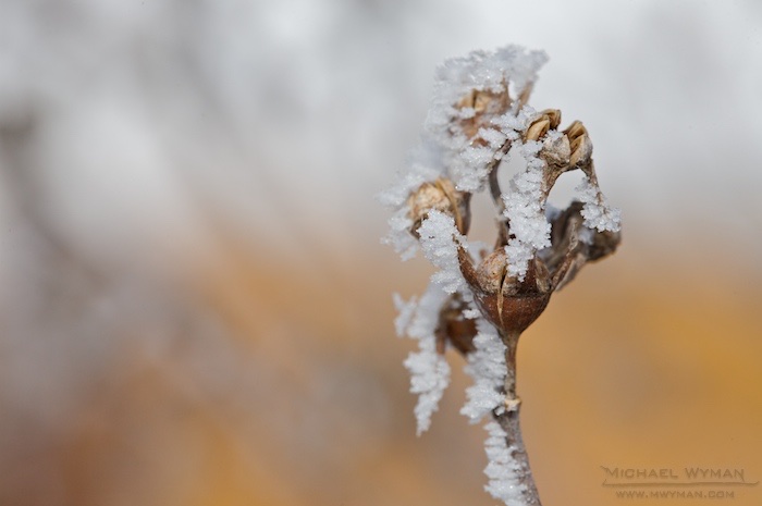 Morning Frost 2