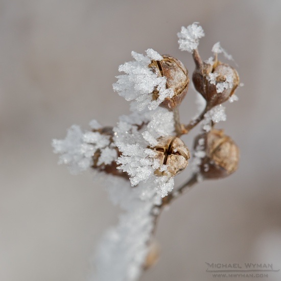 Frost