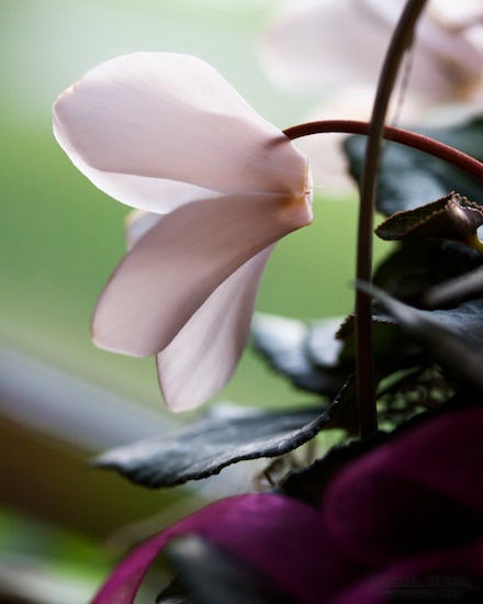 Flower 3.0