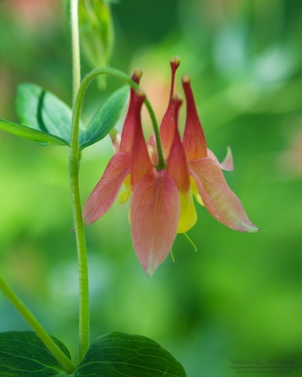Bells