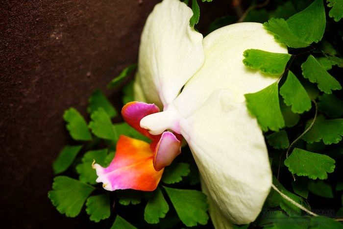 Orchid and Leaves
