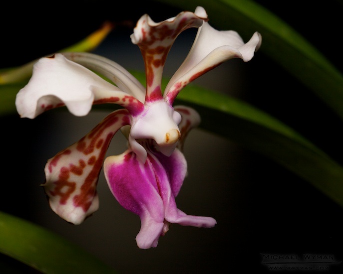 Funky Orchid