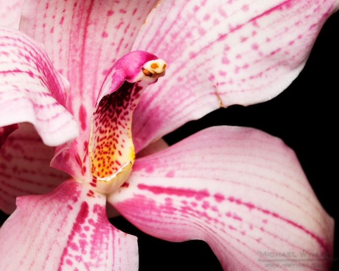 Broken Orchid