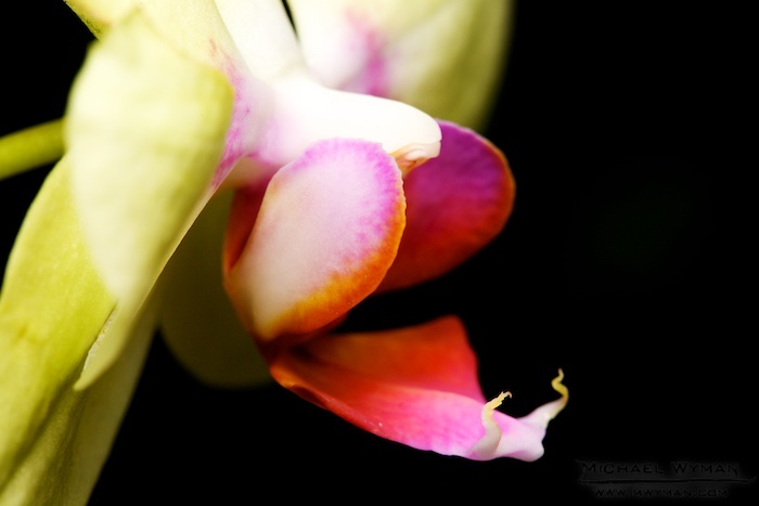 Clashing Orchid