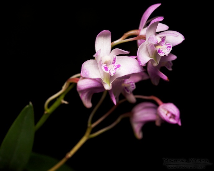 Orchid Minis