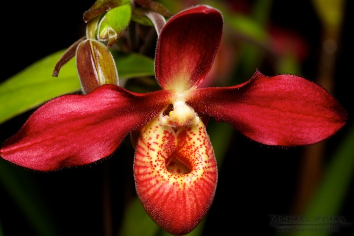 Red Orchid