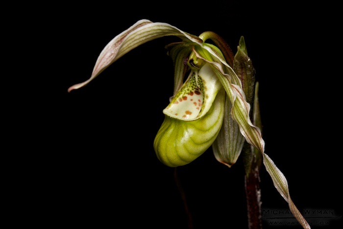 Orchids with Chins