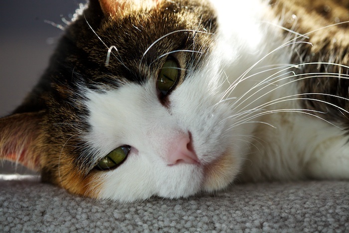 Maisy