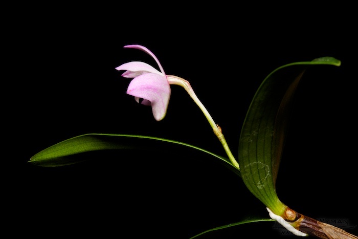 Lonely Orchid