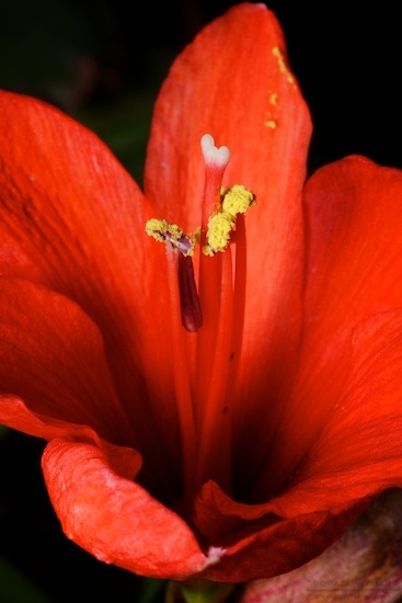 Hibiscus