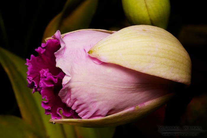 Budding Orchid