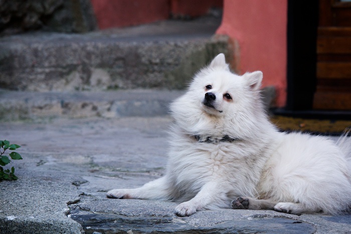 Dog of the Walk