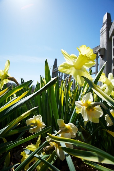 Arboretum Daffodils
