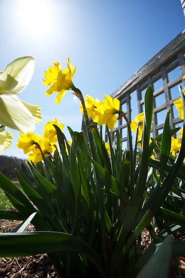 Daffodils 2