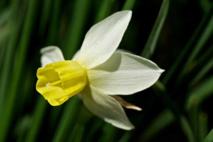 Daffodil