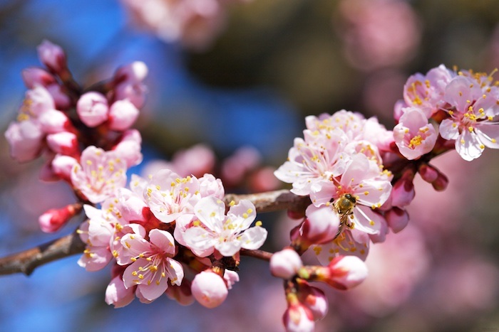 Apricot Blossoms
