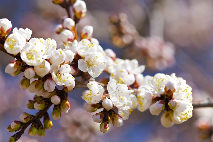 Apricot Blossoms pt 2