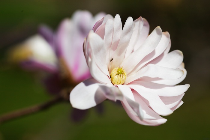 Magnolias